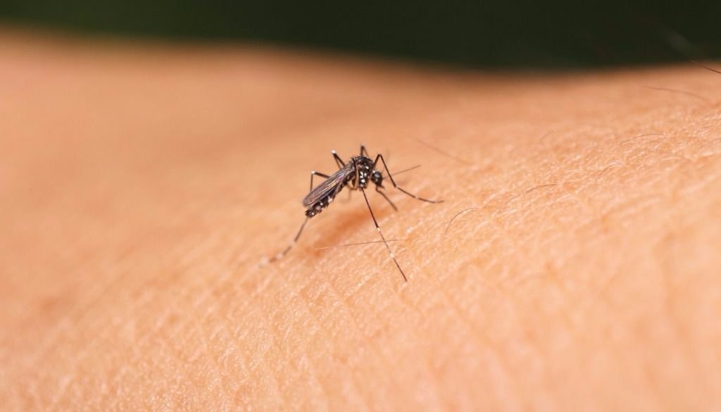 Confirman seis casos de zika en Formosa - El Tribuno.com.ar