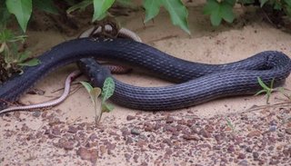 VIDEO: impactante momento en que una serpiente vomita a otra víbora de gran tamaño