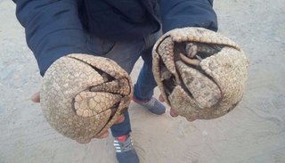 Rescataron más de cincuenta quirquinchos capturados por cazadores furtivos