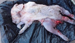 Nació un cerdito con una cabeza y ocho patas