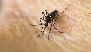Hubo 203 casos de zika en el primer brote autóctono