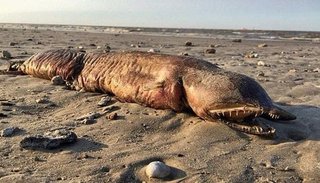 Tras el paso del huracán Harvey apareció una monstruosa criatura en Texas